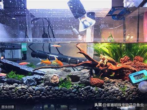 家裡養什麼魚最好|養幾條最好？如何旺財運？養魚風水講究入門